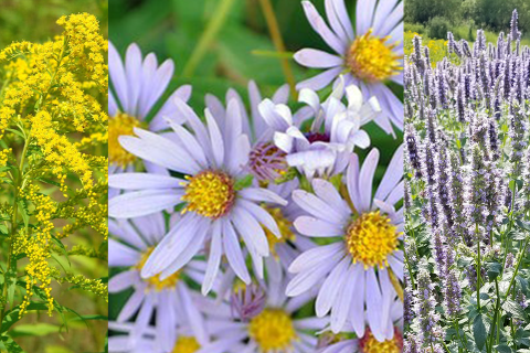 giant hyssop, smooth blue aster, and Canada goldenrod