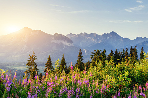 Sunrise over mountains, trees and flowers